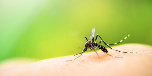Zika virus: what parents need to know